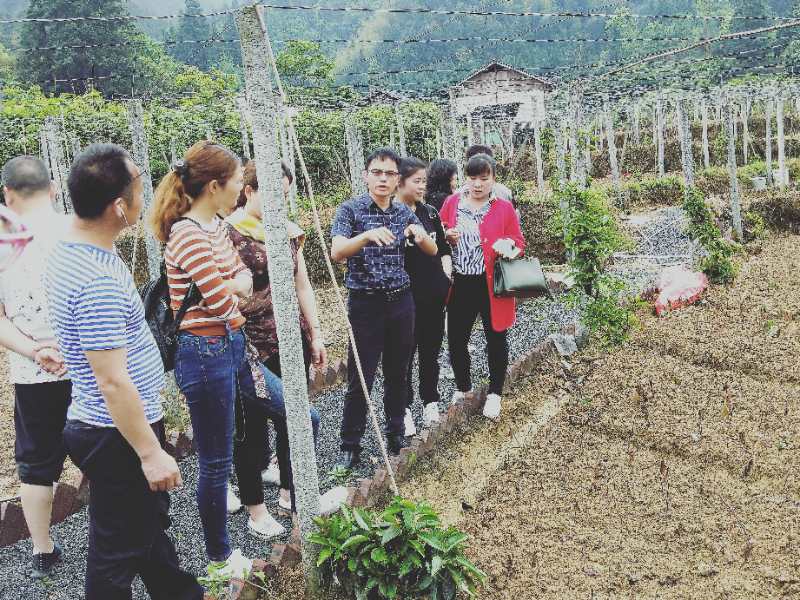 1524623296764025194.jpg 学员考察通道双江镇芋头村名贵中药材“黑老虎”种植基地.jpg